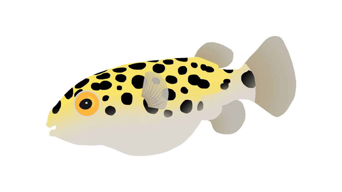 Green spotted pufferfish